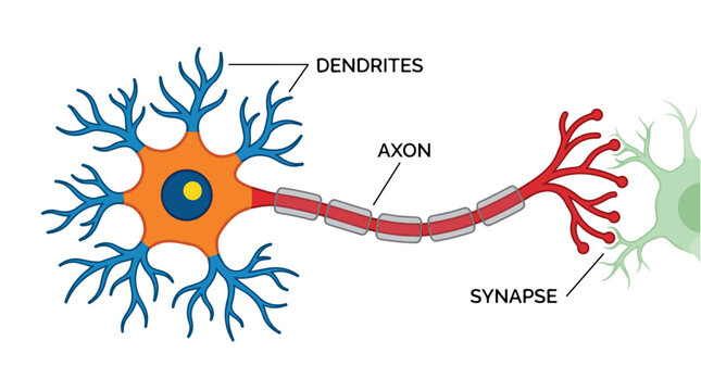 Human neuron anatomy vector illustration, labeled nerve cell diagram with dendrites and axon, biological synapse connection infographic for medical education