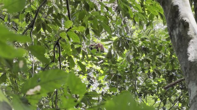 An intimate view of a Sumatran orangutan - Pongo abelii - building its nest, observed through a natural opening in a dense wall of rainforest vegetation.