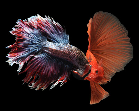 A striking betta fish displays dark metallic blue scales and large, vibrant orange-red fins flowing gracefully against a dramatic black backdrop image, 23 july 2026 Indonesia