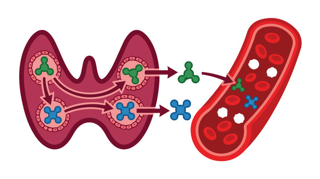 Thyroid gland hormone secretion diagram, medical vector illustration of endocrine system function, thyroid hormones entering bloodstream
