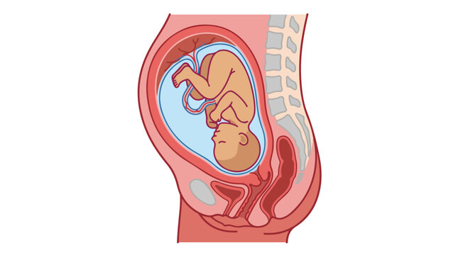 Anatomical pregnancy cross section vector, human fetus in womb with umbilical cord, medical illustration of prenatal development and fetal position