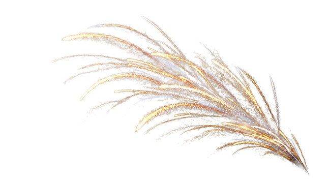 Boho pampas grass branch on white background, dried ornamental reed stalk for interior decor, fluffy botanical plume with natural beige and gold tones
