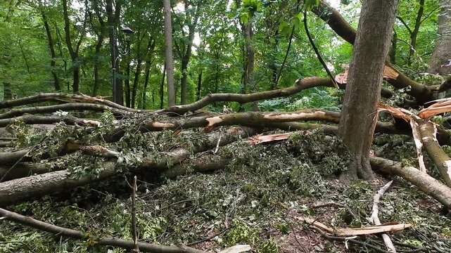 Fallen trees and massive roots block a pathway in a green park after a severe hurricane. Broken branches scatter across the ground. Red and white warning tape restricts access.
