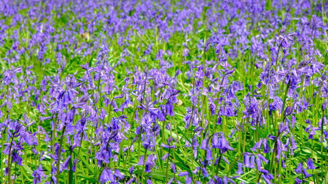 A sea of blue in an English Bluebell wood