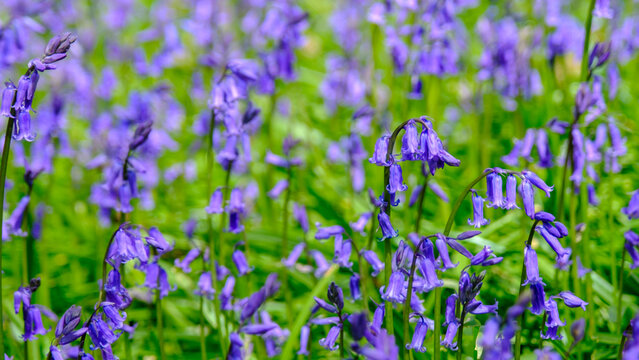 A sea of blue in an English Bluebell wood