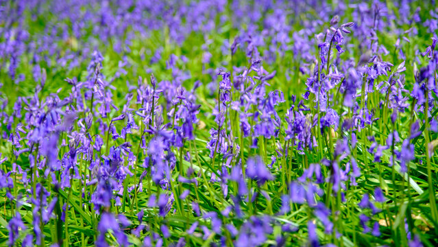 A sea of blue in an English Bluebell wood