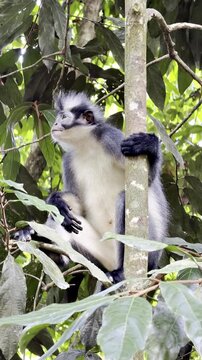 Close view of a Thomas langur - Presbytis thomasi - perched on a branch, staring at the camera before suddenly leaping out of the frame.