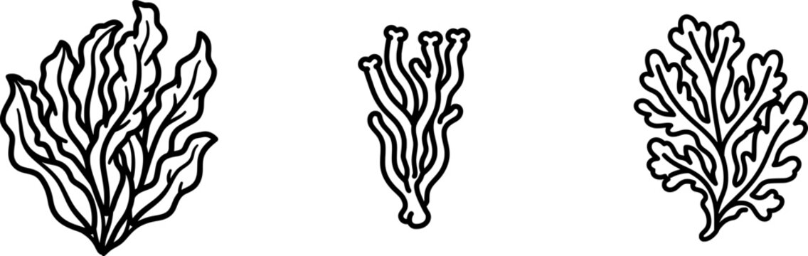A minimalist black outline illustration of a large piece of fresh edible kombu seaweed, isolated on a pure white background with uniform lines and no shadows