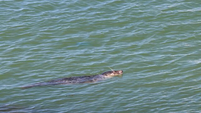 Graceful Common Seal, Phoca vitulina, Swimming and Diving in Serene Green Sea Waters on a Sunny Day. Ostend, a coastal city in Belgium, Europe.