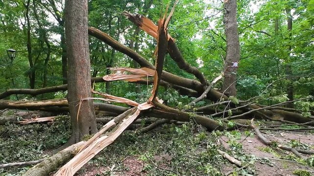 Fallen trees and massive roots block a pathway in a green park after a hurricane. Broken branches scatter across the ground. Red and white warning tape restricts access.