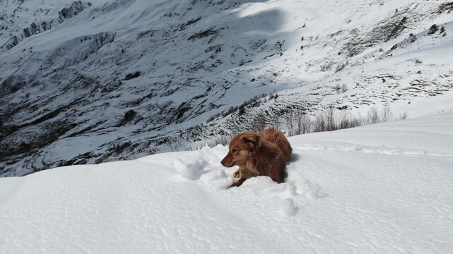 Brown dog sitting in deep fresh snow at Koruldi ridge in Svaneti Georgia, winter mountain landscape, outdoor pet adventure, mountain hiking with dog