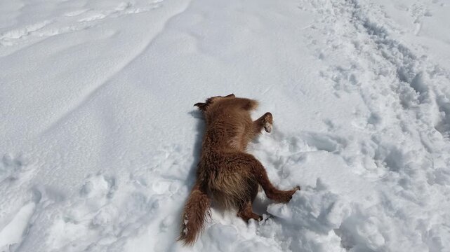 A fluffy brown dog rolling in deep mountain snow at Koruldi ridge, playful canine winter activity, mountain lifestyle