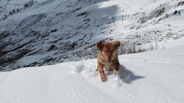 Fluffy golden dog playing in deep snow on Koruldi ridge in Svaneti Georgia, winter adventure and alpine travel exploration