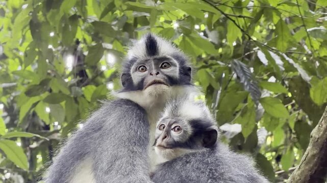 A Thomas langur mother - Presbytis thomasi - rests on a forest vine while holding her infant close in the rainforest canopy of Sumatra.
