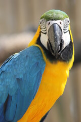 Beautiful Blue and Yellow Macaw Parrot Portrait © Cinthya