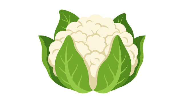 Fresh cauliflower vector illustration, organic white cauliflower head with green leaves, healthy raw vegetable icon for grocery and cooking isolated on White Background