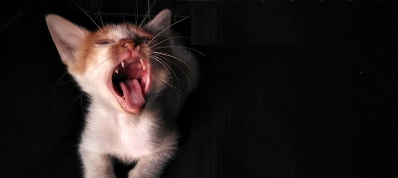 A small ginger kitten yawns widely against a dark background.