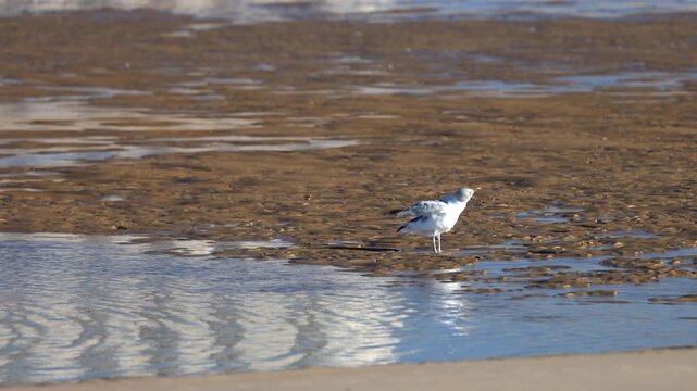 Graceful Gull (Larus) on Tidal Flats: A Serene Coastal Scene with Bird Flapping Wings and Relaxing in Nature. Ostend, a coastal city in Belgium, Europe.