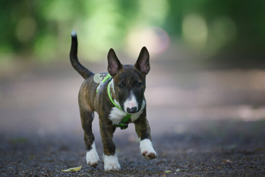 Alert bull terrier puppy standing on path outdoors
