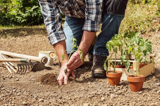Close up of farmer's hands planting tomato seedling in soil in organic field. Garden work in spring. Traditional agriculture.