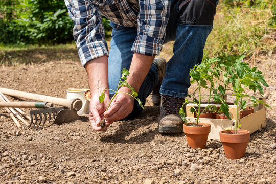 Close-up of farmer's hands holding tomato seedling to be transplanted into soil in an organic field. Garden work in spring. Traditional agriculture.