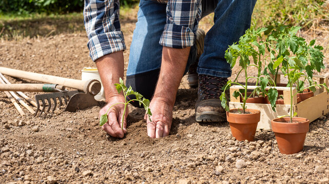 Close up of farmer's hands planting tomato seedling in soil in organic field. Garden work in spring. Traditional agriculture.