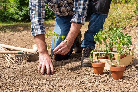 Close up of farmer's hands planting tomato seedling in soil in organic field. Garden work in spring. Traditional agriculture.