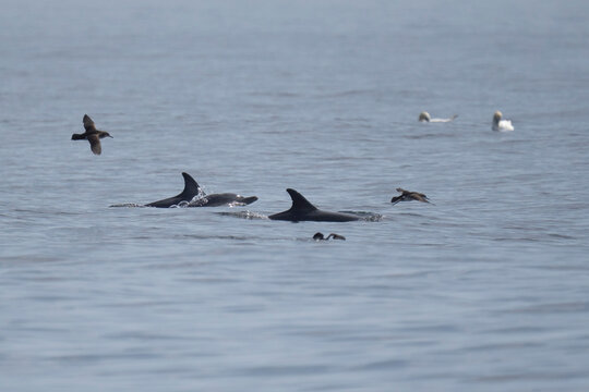 Le dauphin nage