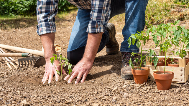 Close up of farmer's hands planting tomato seedling in soil in organic field. Garden work in spring. Traditional agriculture.