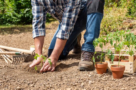 Close up of farmer's hands planting tomato seedling in soil in organic field. Garden work in spring. Traditional agriculture.