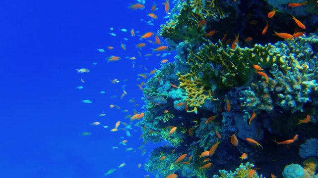 Underwater seascape on the coral reef in Red Sea, Egypt