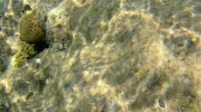 Underwater seascape on the coral reef in Red Sea, Egypt