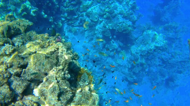 Underwater seascape on the coral reef in Red Sea, Egypt