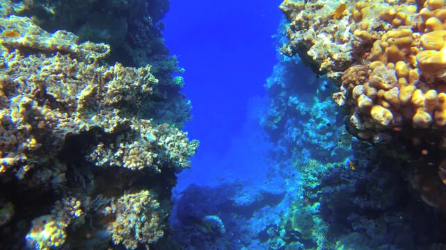 Underwater seascape on the coral reef in Red Sea, Egypt