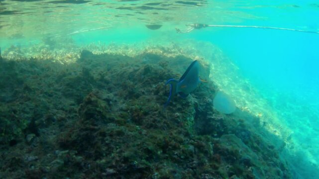 Underwater seascape on the coral reef in Red Sea, Egypt