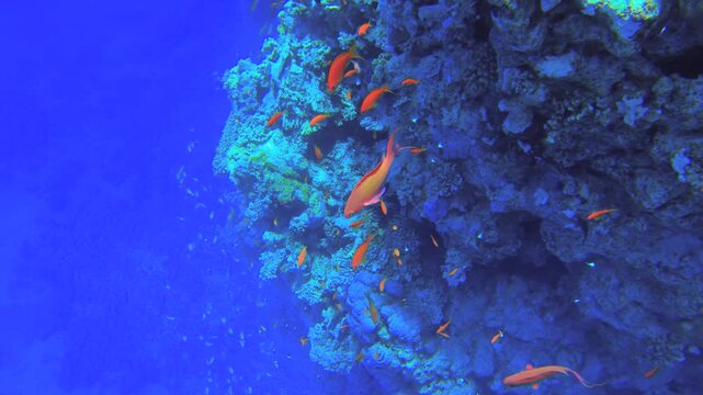 Underwater seascape on the coral reef in Red Sea, Egypt