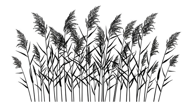 CAD tree lines Tree Black tree silhouette Black grass Black silhouette of common reed plants, wild pampas grass vector illustration, aquatic marsh vegetation and river cane stalks on white