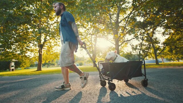 Man walks with old bull terrier in a wagon through a sunlit park, surrounded by trees and greenery, showcasing a leisurely stroll in a vibrant outdoor setting