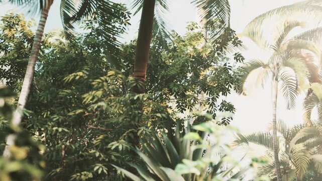 Tropical plants stand tall in a warm area. Sunlight filters through the leaves, creating patterns of light and shadow on the ground and surrounding greenery.
