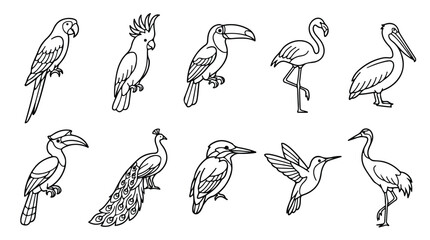 Tropical bird line art icons, set of 10 exotic bird vector illustrations, black and white wildlife coloring book elements for nature design © Farah-Studio