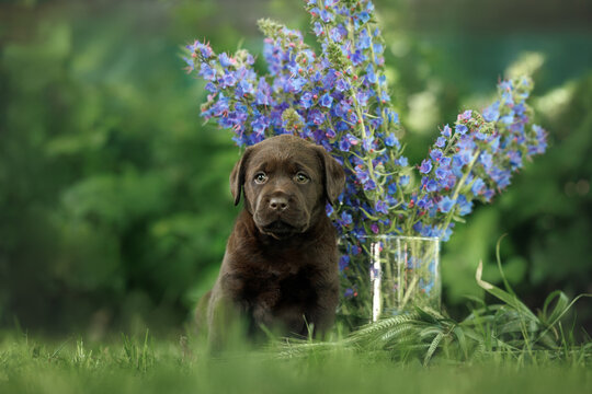 cute labrador retriever puppy sitting outdoors in summer