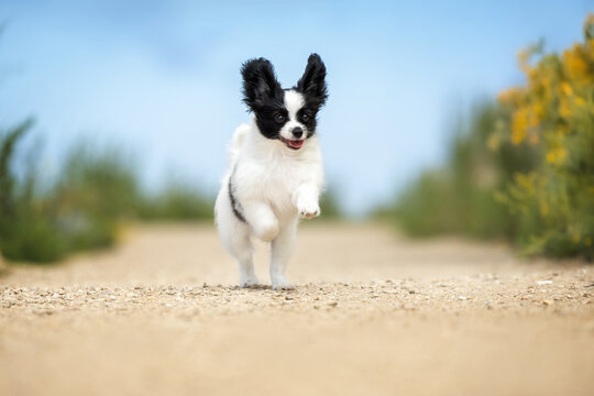 happy papillon puppy running outdoors