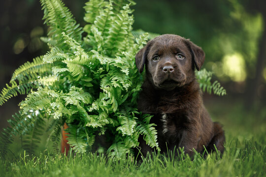 cute labrador retriever puppy sitting on grass in summer