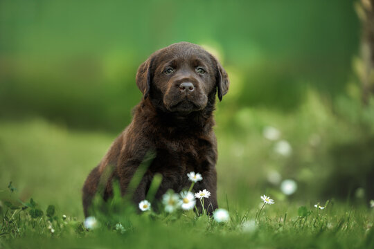 cute labrador retriever puppy sitting on a meadow in summer