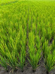 Fototapeta premium Lush Green Rice Plants Growing in Neat Rows on Agricultural Paddy Field