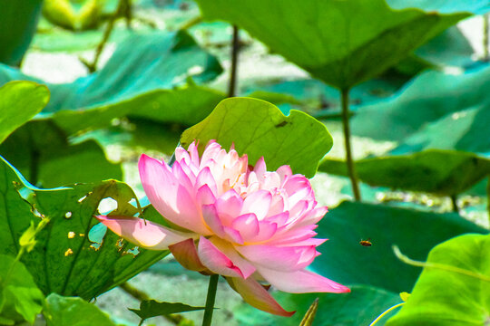Lotus flower and bee in the morning in nature. Honeybee in Flight to suck Nectar on Pink Lotus flower to make Honey on a sunny day.