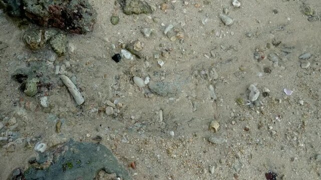 Sandy beach texture with small coral fragments, seashells, and stones on the wet sand.