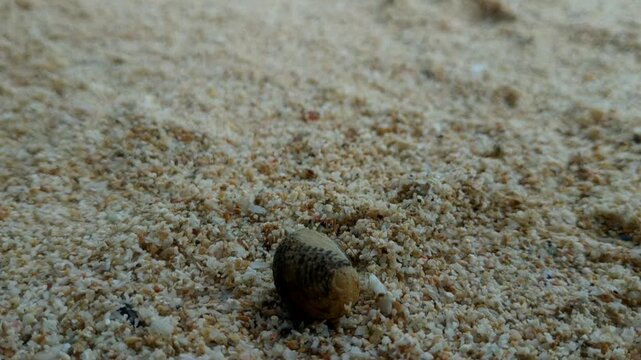 A small hermit crab emerging from its shell and crawling across the beach sand.