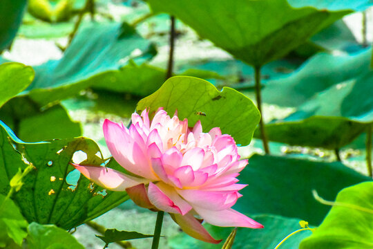 Lotus flower and bee in the morning in nature. Honeybee in Flight to suck Nectar on Pink Lotus flower to make Honey on a sunny day.