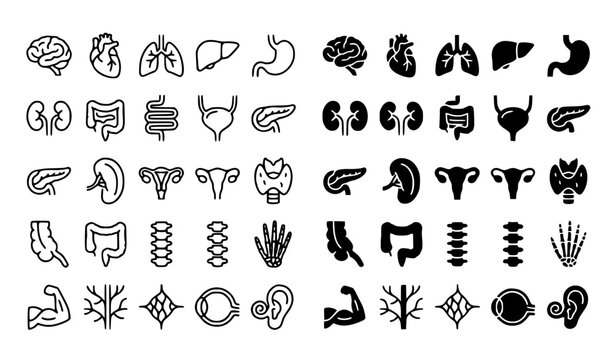 Human Anatomy Medical Organ Icons Filled and Outline Vector Set